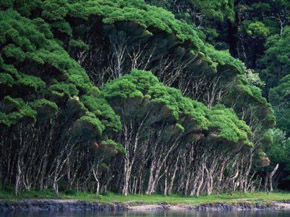 Hutan Hujan Tropis Indonesia